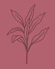 l'atelier logo cordyline fond rose